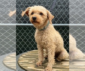 Poodle (Miniature) Dogs for adoption in Mukwonago, WI, USA