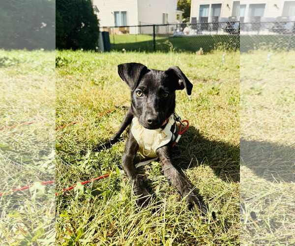 Medium Photo #1 Mutt Puppy For Sale in Plainfield, IL, USA