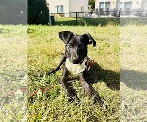 Mutt Dogs for adoption in Plainfield, IL, USA