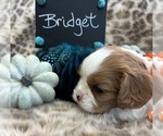 Small #2 Cavalier King Charles Spaniel