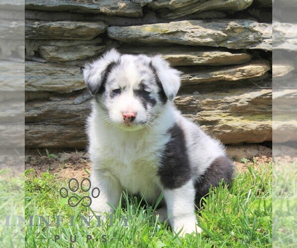 Medium Photo #1 Australian Shepherd Puppy For Sale in DELTA, PA, USA
