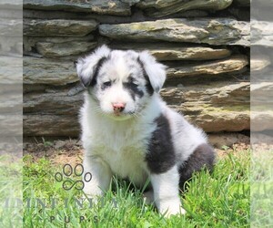 Australian Shepherd Puppy for sale in DELTA, PA, USA