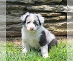 Small Australian Shepherd