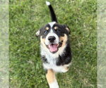 Small German Shepherd Dog Mix