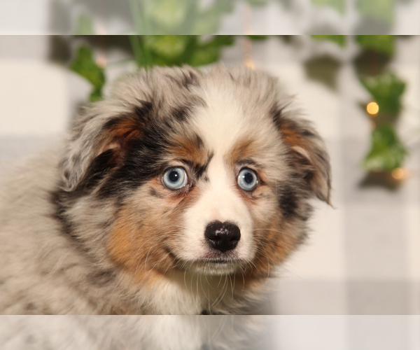 Medium Photo #3 Australian Cattle Dog Puppy For Sale in MARIETTA, GA, USA