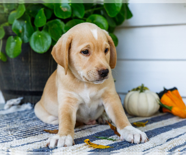 Medium Photo #2 Golden Retriever-Jack Russell Terrier Mix Puppy For Sale in WAKARUSA, IN, USA