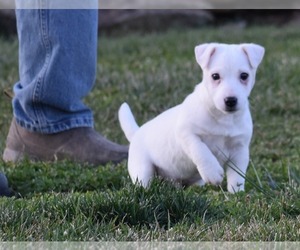 Jack Russell Terrier Puppy for sale in APPLE GROVE, WV, USA