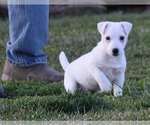 Image preview for Ad Listing. Nickname: Puppy  1