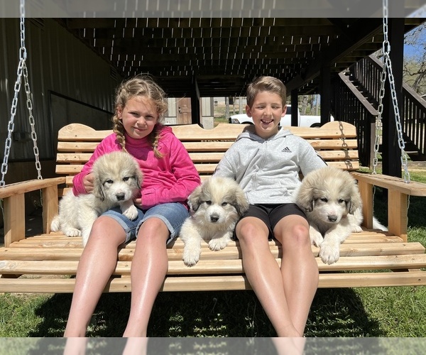 Medium Photo #6 Great Pyrenees Puppy For Sale in KIRBYVILLE, MO, USA