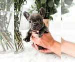 Puppy 2 French Bulldog