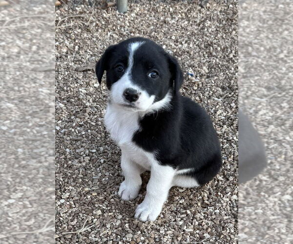 Medium Photo #3 Borador Puppy For Sale in Bolivar, MO, USA