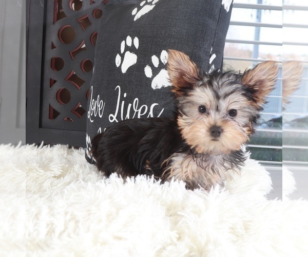 Medium Photo #4 Yorkshire Terrier Puppy For Sale in MOUNT VERNON, OH, USA