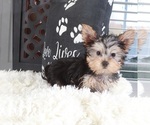 Small #3 Yorkshire Terrier
