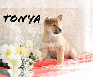 Shiba Inu Puppy for sale in LOYAL, WI, USA