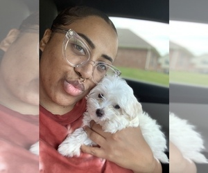Mother of the Maltese puppies born on 05/25/2025