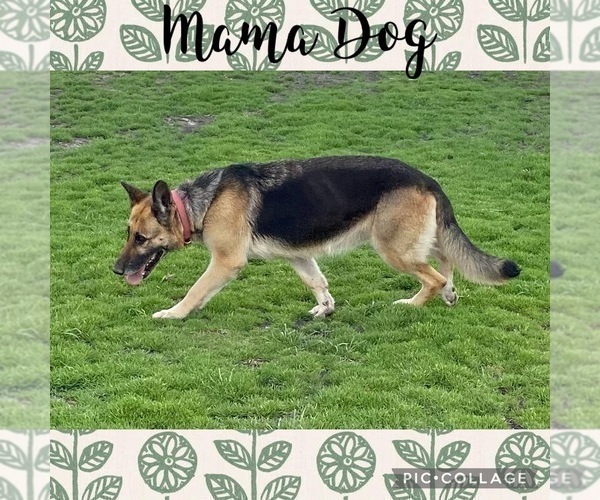 Medium Photo #1 German Shepherd Dog Puppy For Sale in WOLFE CITY, TX, USA