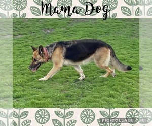 Mother of the German Shepherd Dog puppies born on 04/13/2025
