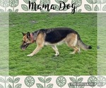 Small Photo #1 German Shepherd Dog Puppy For Sale in WOLFE CITY, TX, USA
