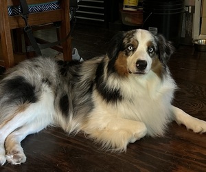 Father of the Australian Shepherd puppies born on 12/09/2024