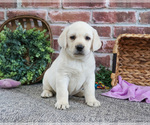 Small #7 Labrador Retriever