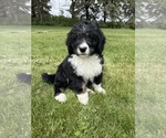 Puppy Ernest Bernedoodle