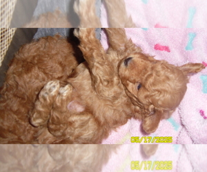 Poodle (Toy) Puppy for sale in DULUTH, GA, USA