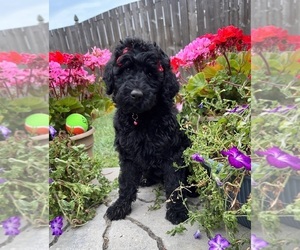 Goldendoodle Puppy for sale in AUBURN, IN, USA