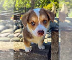 Aussie-Corgi Dog for Adoption in MYRTLE CREEK, Oregon USA