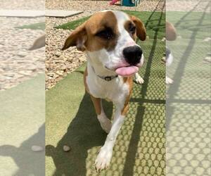 Basset Hound-Unknown Mix Dogs for adoption in Evansville, IN, USA