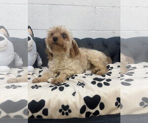 Mutt Dogs for adoption in York, SC, USA