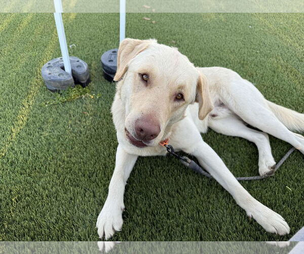 Medium Photo #4 Labrador Retriever Puppy For Sale in Clovis, CA, USA