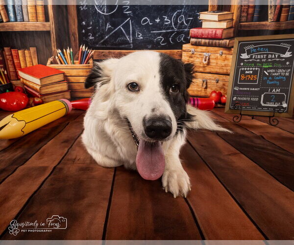 Medium Photo #30 Aussie Pyrenees Puppy For Sale in Houston, TX, USA