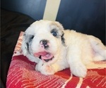 Small #13 Sheepadoodle