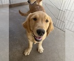 Puppy Yellow Boy Golden Retriever