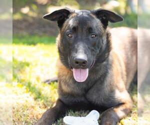 Mutt Dogs for adoption in Camarillo, CA, USA