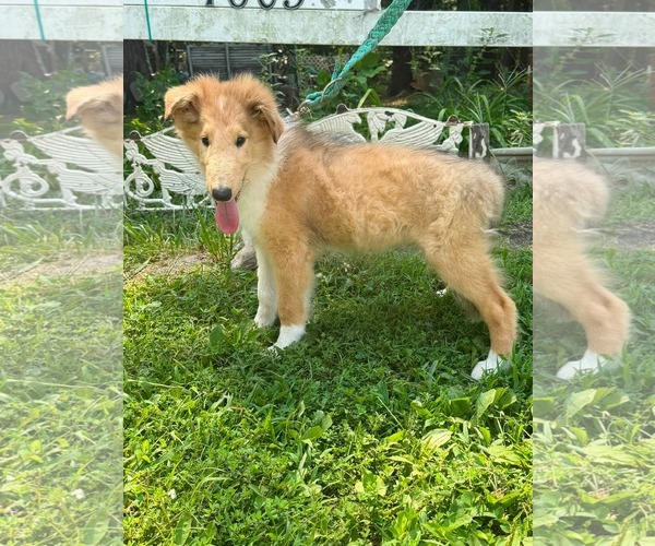 Medium Photo #3 Collie Puppy For Sale in HOPKINSVILLE/PRINCETON, KY, NH, USA