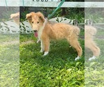 Small #2 Collie