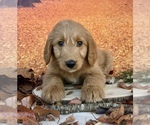 Small Goldendoodle