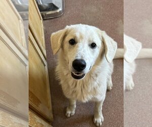 Great Pyrenees-Unknown Mix Dogs for adoption in Binghamton, NY, USA