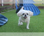 Small #3 Shih Tzu