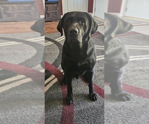 Father of the Labrador Retriever puppies born on 08/26/2025