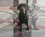 Small Photo #1 Labrador Retriever Puppy For Sale in PONTIAC, IL, USA