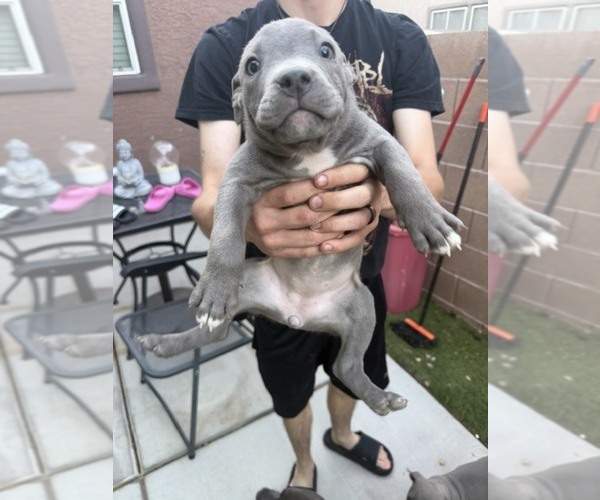 Medium Photo #4 American Pit Bull Terrier Puppy For Sale in HENDERSON, NV, USA