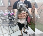 Various - Male American Pit Bull Terrier Dog for Adoption - Photo #4