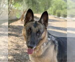 Small #1 German Shepherd Dog