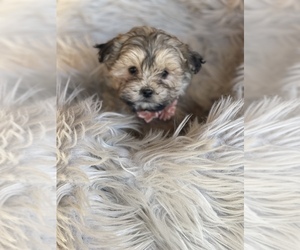 ShihPoo Puppy for sale in CENTRALIA, IL, USA