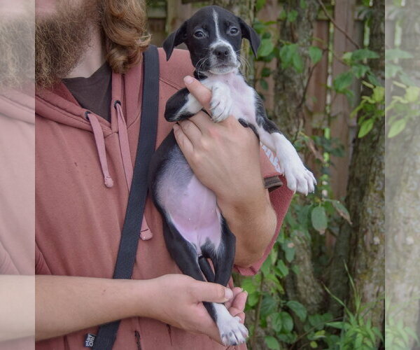 Medium Photo #2 Mutt Puppy For Sale in Huntley, IL, USA
