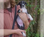 Small #1 Mutt