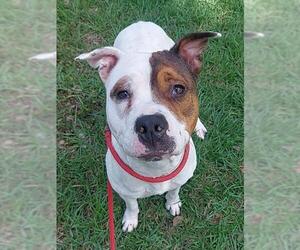 American Staffordshire Terrier Dogs for adoption in Fort Lauderdale, FL, USA