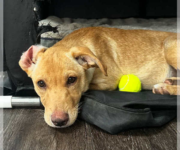 Medium Photo #8 Shepradors Puppy For Sale in Princeton, MN, USA